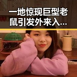 一地惊现巨型老鼠引发外来入侵物种担忧，北大“冰雹换玛瑙”最新进展登上Nature封面